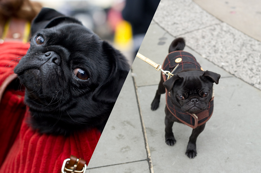 molly the pug lola and george both at petula the pug in molly moon and the book of molly the pug lola and george both at petula the pug in molly moon and the book of