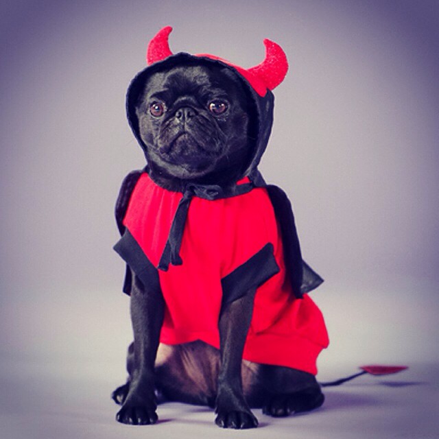 Petula the pug in a devil costume