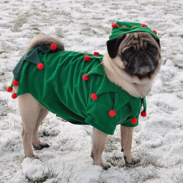 Pug in snow