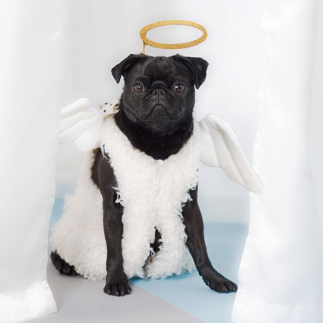 Petula the pug in an angel outfit