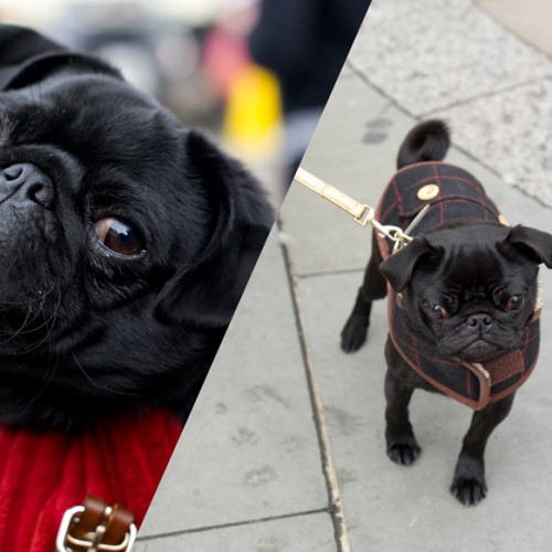 Lola and George both star at Petula the pug in 'Molly Moon and the Incredible Book of Hypnotism' (2015).